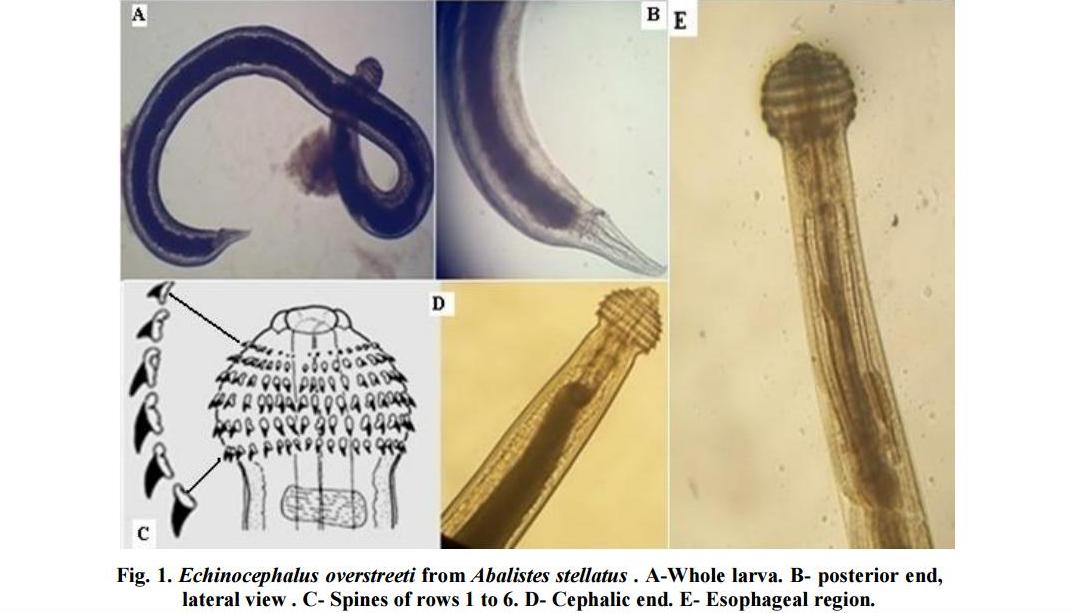 Представитель Семейства Gnathostomatidae